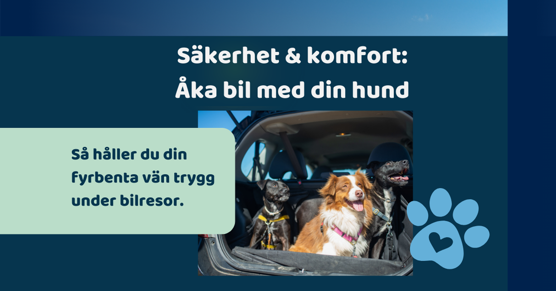 En bild på tre glada hundar i backsätet på bilen. "Säkerhet och komfort" lyder rubriken. Åka biil med din hund. 